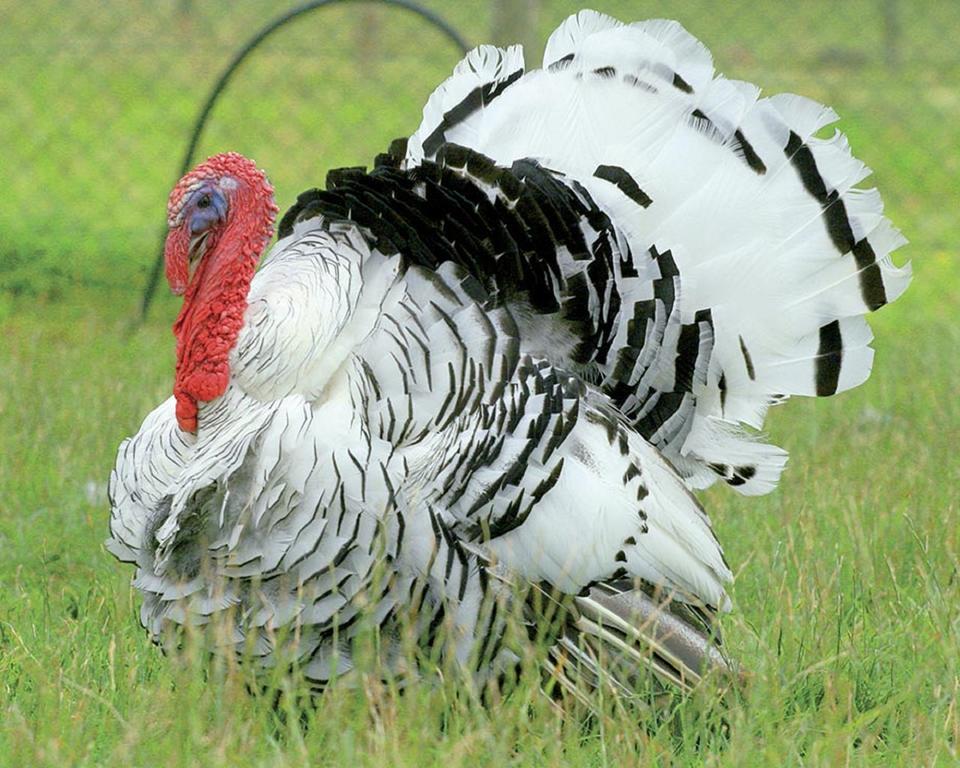 Gite De Cray Lussault-sur-Loire Zewnętrze zdjęcie